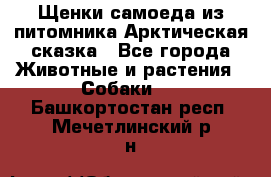 Щенки самоеда из питомника Арктическая сказка - Все города Животные и растения » Собаки   . Башкортостан респ.,Мечетлинский р-н